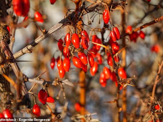 Berberine is derived from the barberry plant, shown here. Its berries, rich in berberine, are also thought to have antioxidant properties