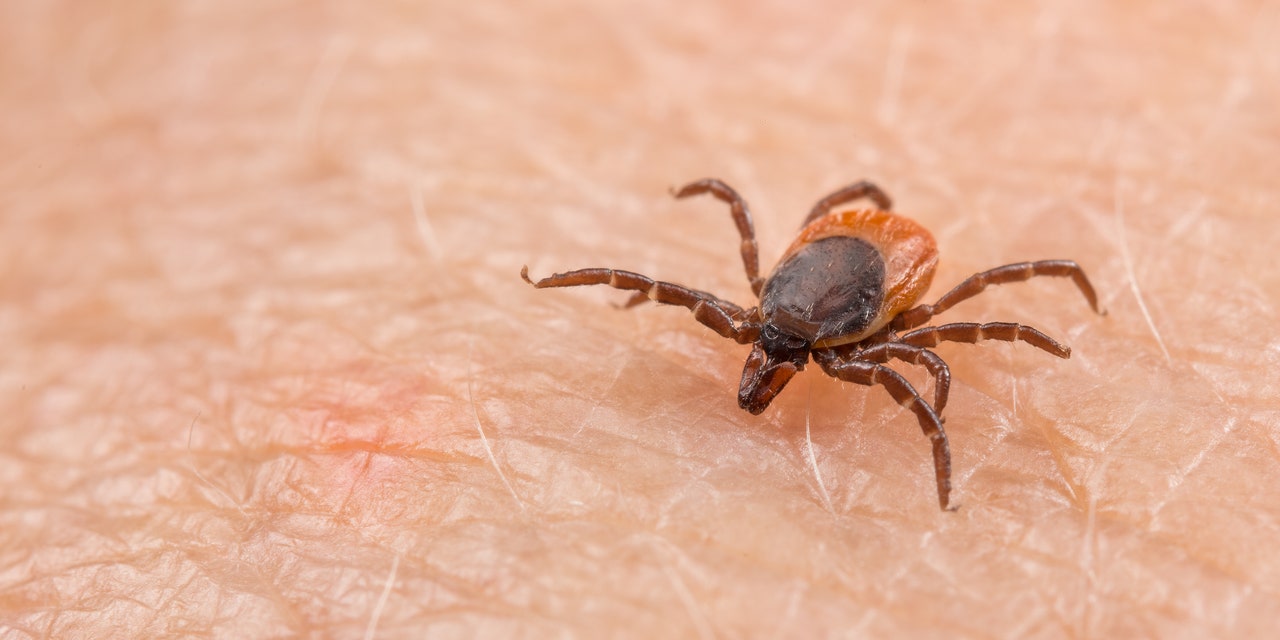 Why Are There So Many Ticks Right Now, and What Diseases Are They Spreading?