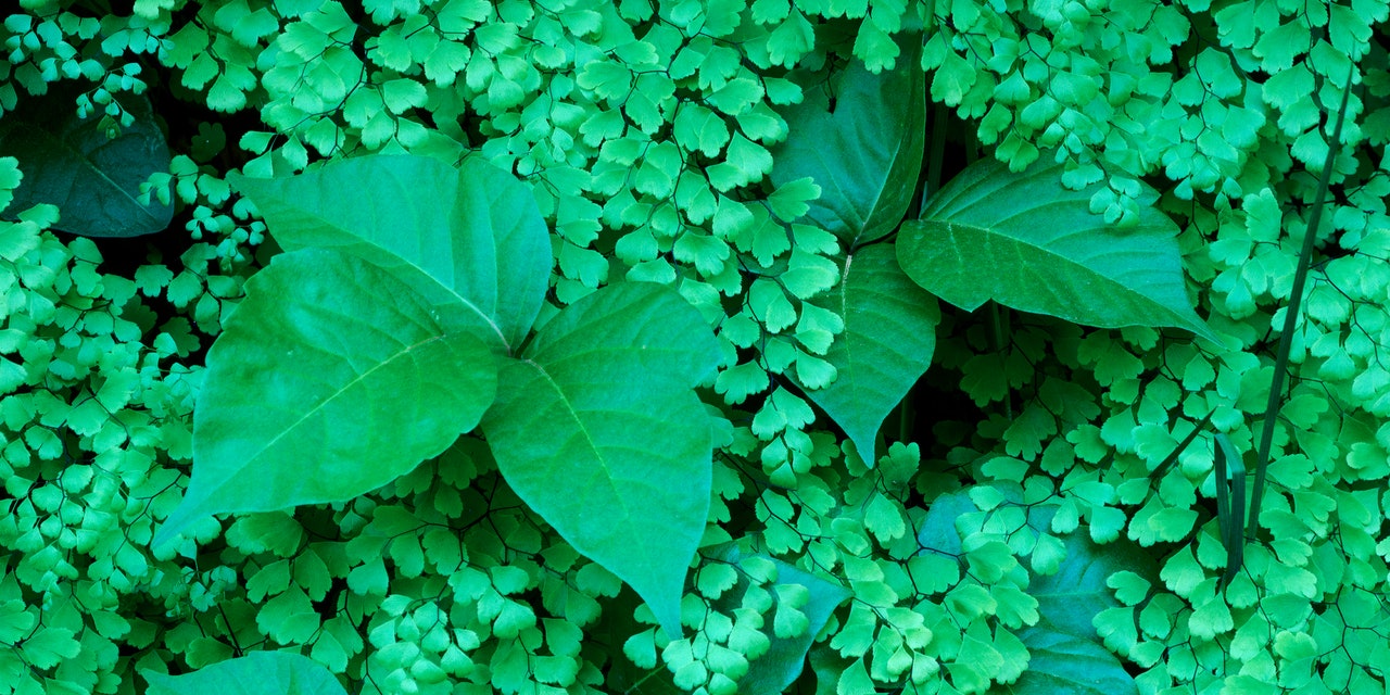 How to Treat a Poison Ivy Rash for Quick Relief, According to Doctors