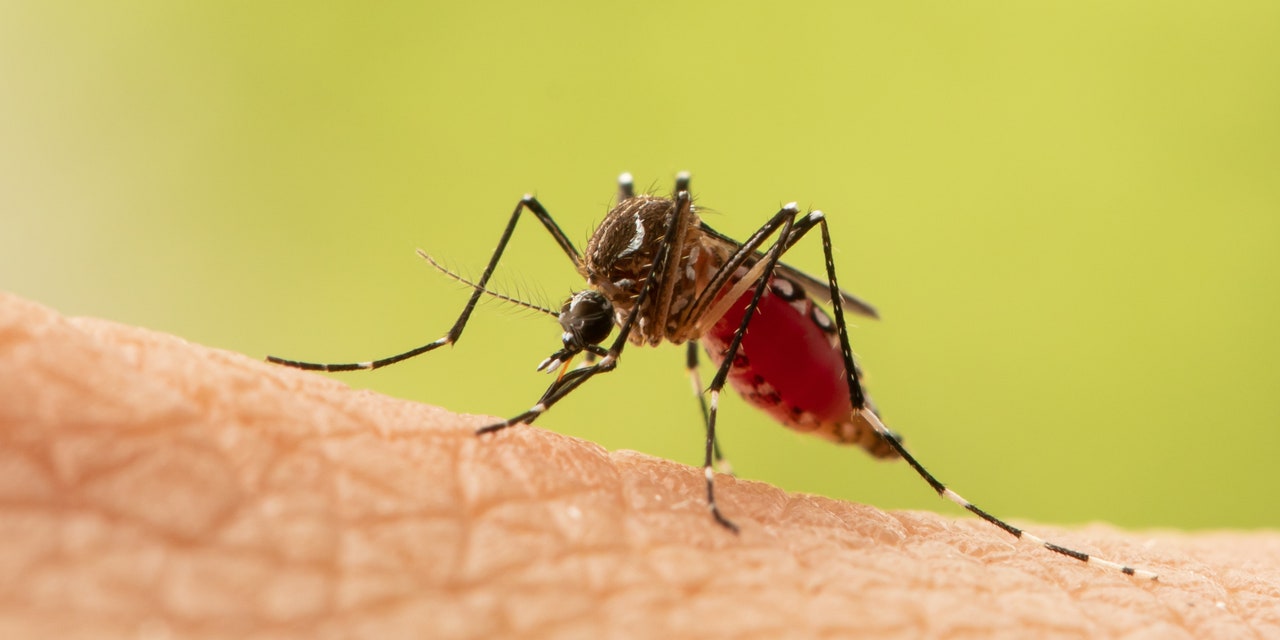 5 Ways to Get Rid of Mosquito Bites Quickly, According to Doctors