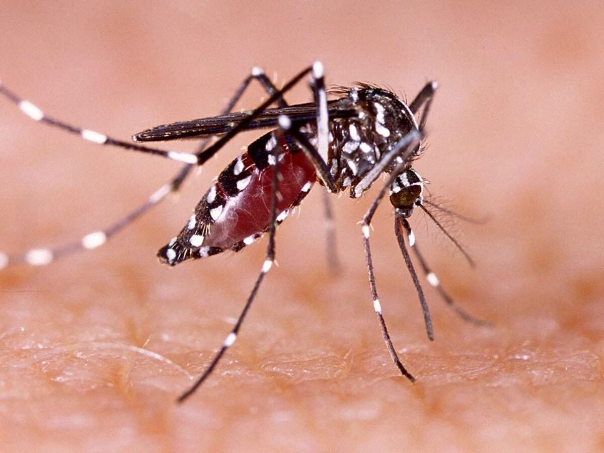 Dengue On The Rise In India: Early Signs of The Deadly Disease You Shouldn’t Ignore