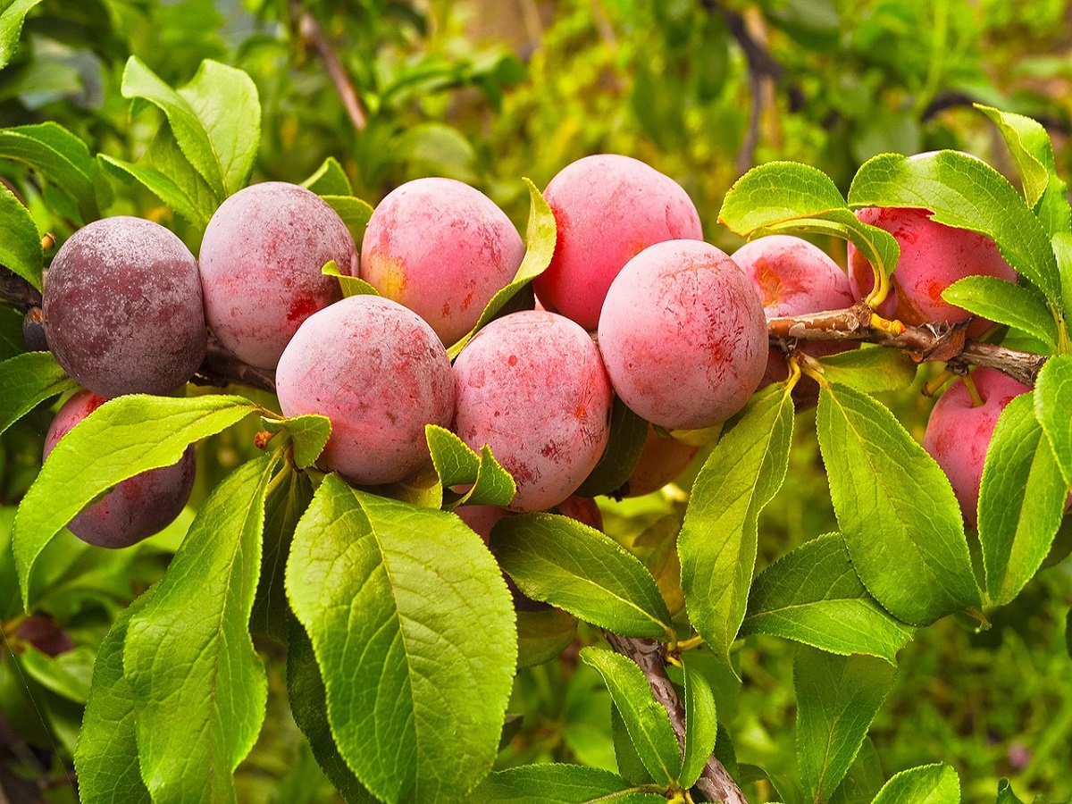 Five Health And Skin Benefits Of Plum That You Should Know