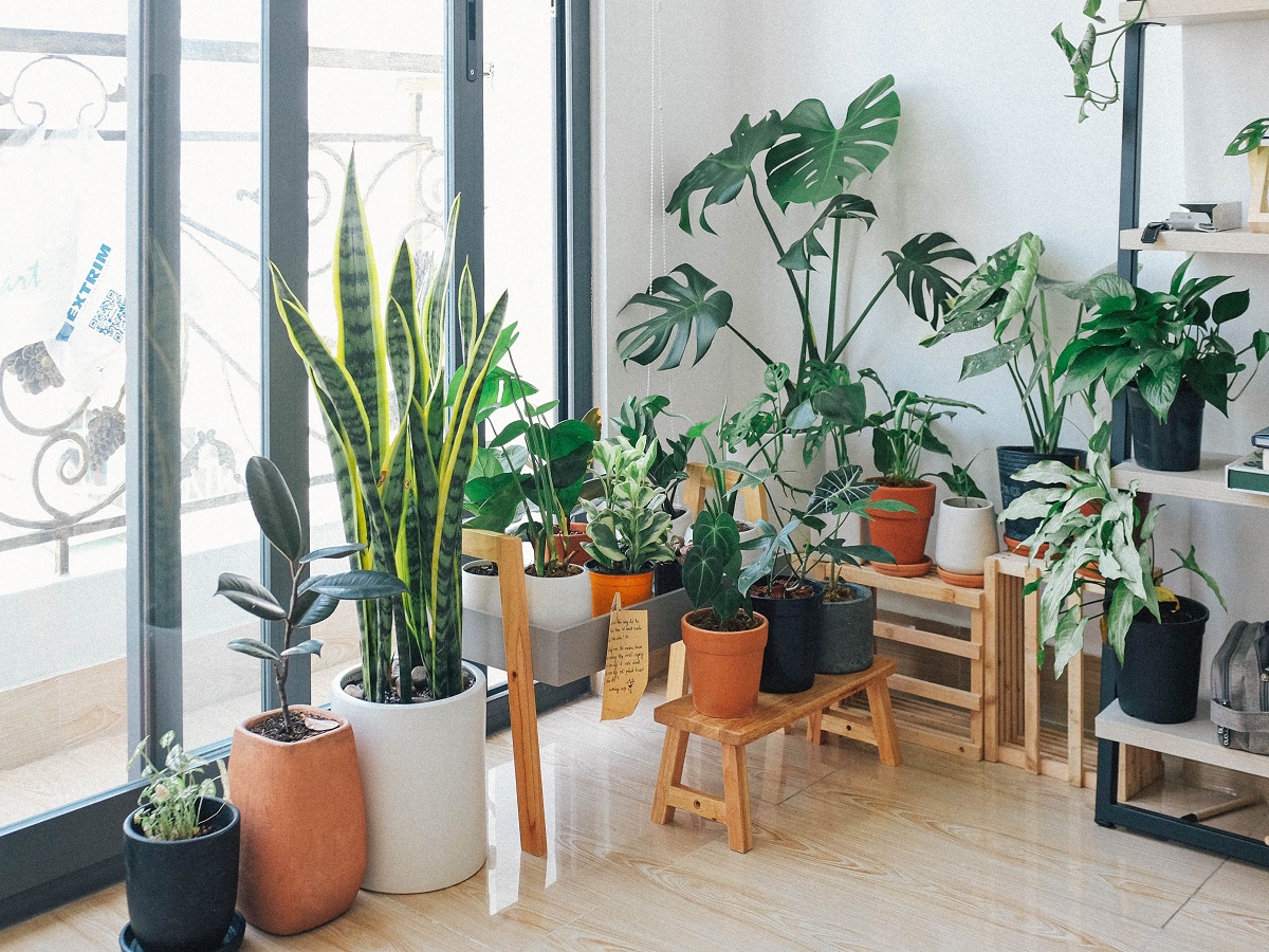 5 Best Air Purifying Indoor Plants That Don’t Need Direct Sunlight