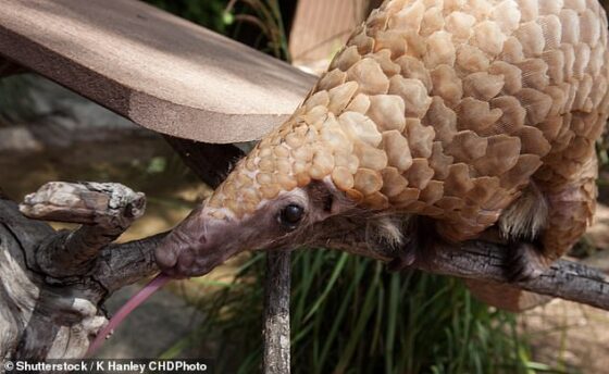 The coronavirus strain harbored in pangolins — the animals first blamed for transmitting coronavirus from bats to humans — was found to be nearly identical to the genetic makeup of the strain that infects people, suggesting it passed on a mutated version to infect people
