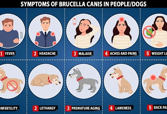 Brucella canis can infect both people and dogs but produces different symptoms