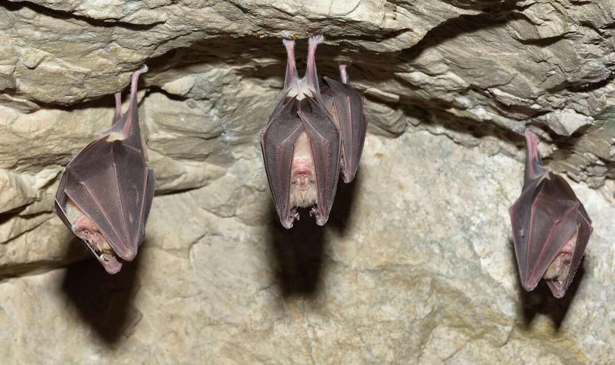 Covid expert discovers deadly new bat virus in remote Thai cave as pandemic fears soar