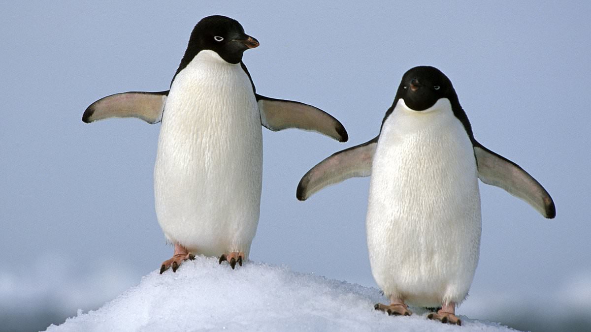 Is this REALLY the best use of scant NHS resources? Anger over 'silly' health advice urging public to 'walk like a penguin' to avoid slipping on ice