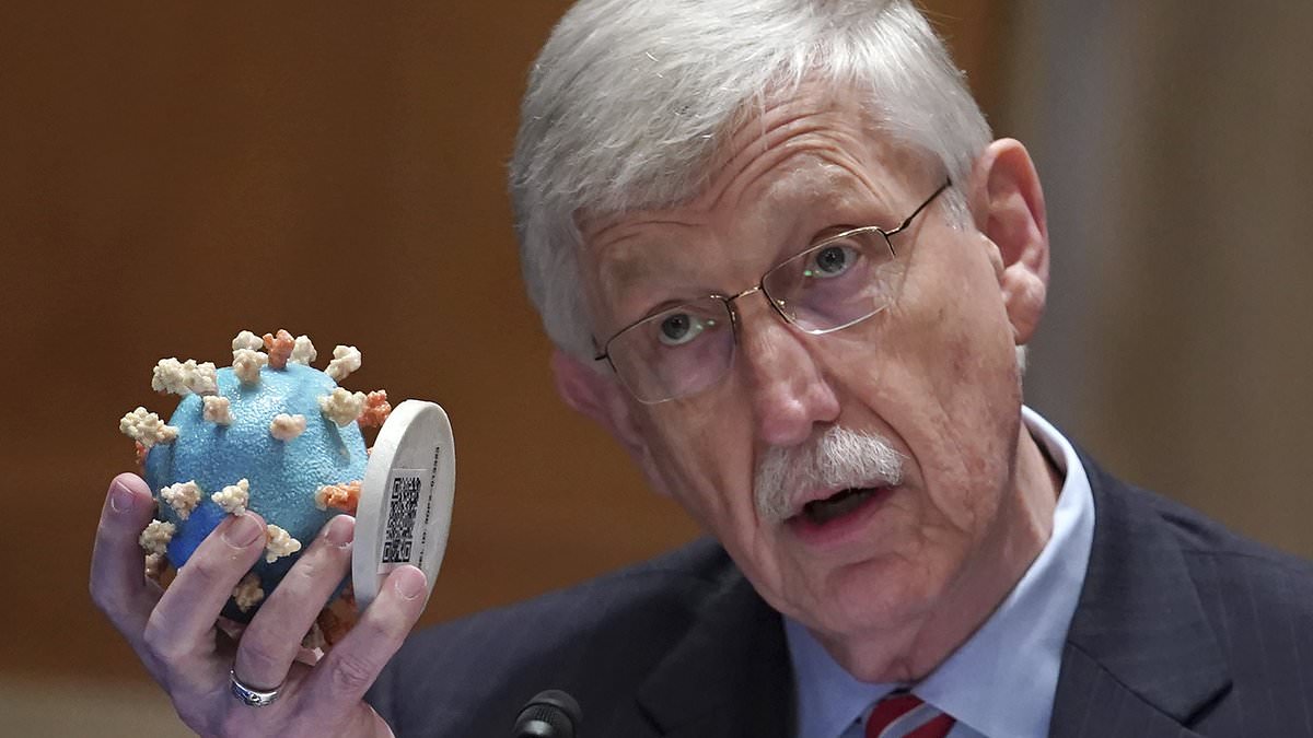 Now Anthony Fauci's former boss Francis Collins concedes Covid lab leak was NOT a conspiracy - despite spearheading attacks against scientists who touted theory