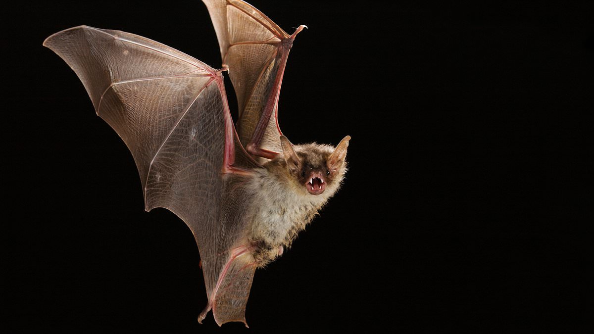 Researcher whose work may have created COVID is STILL receiving $50m in US Government grants - and he's found ANOTHER virus in bats