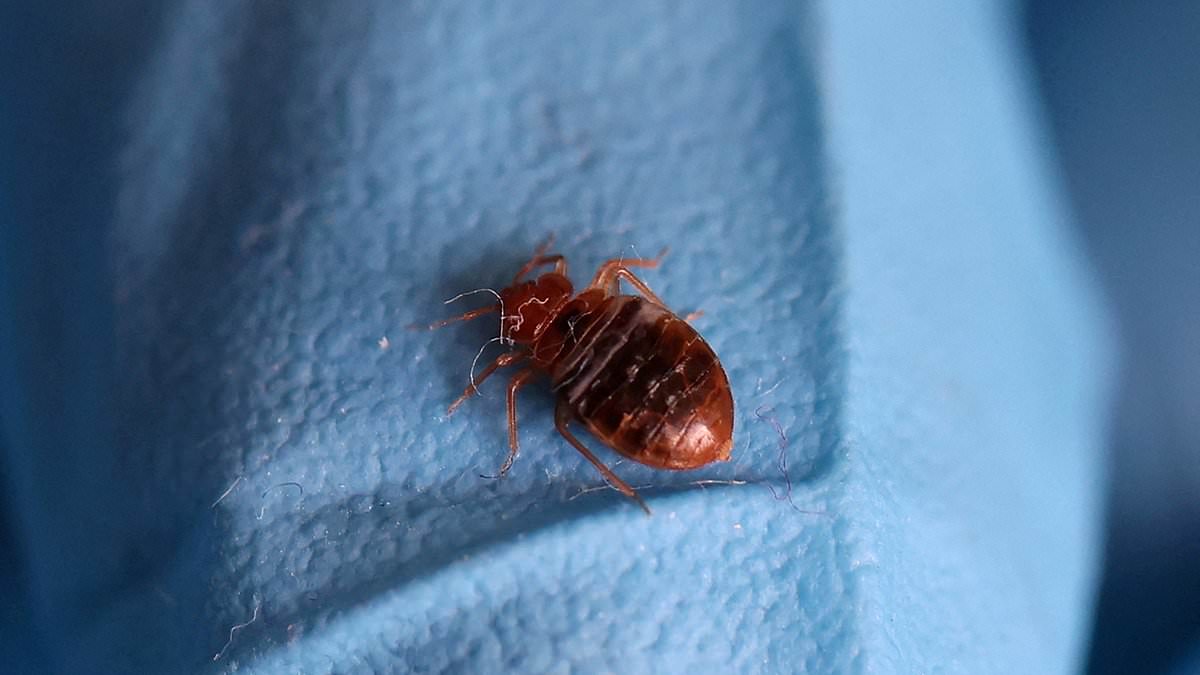 Bed bug outbreak rocks Las Vegas: Four major hotels - including The Venetian and Mirage - declare infestations after guests were left covered in bites