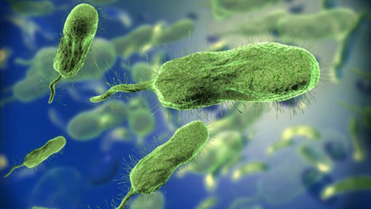 CDC warn cases of deadly flesh-eating bacterial infection linked to climate change have DOUBLED in a year - and are killing Americans in their 30s