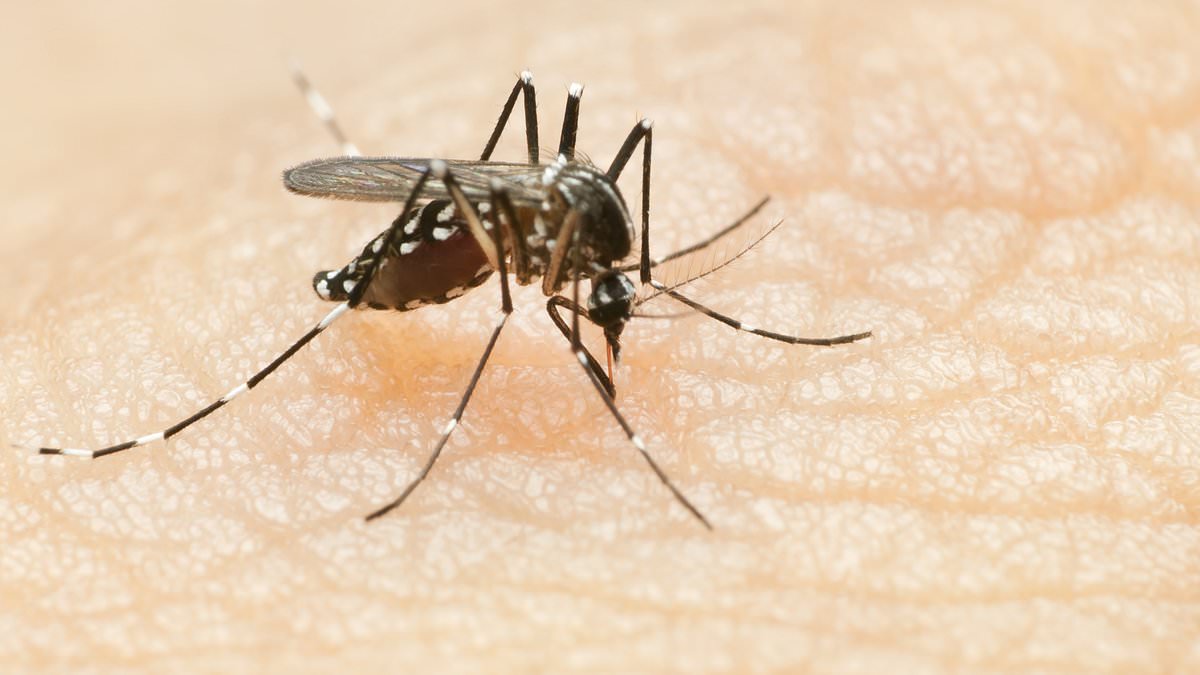 Doctors warn mosquito-borne virus that triggered health alert in Florida and Brazil can cause bizarre symptom... spontaneous erections that last 18 HOURS