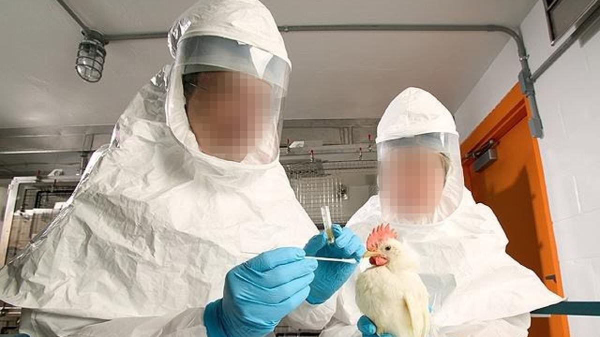 REVEALED: US is collaborating with Chinese scientists to make bird flu strains more infectious and deadly as part of $1m project - despite fears similar tests unleashed Covid