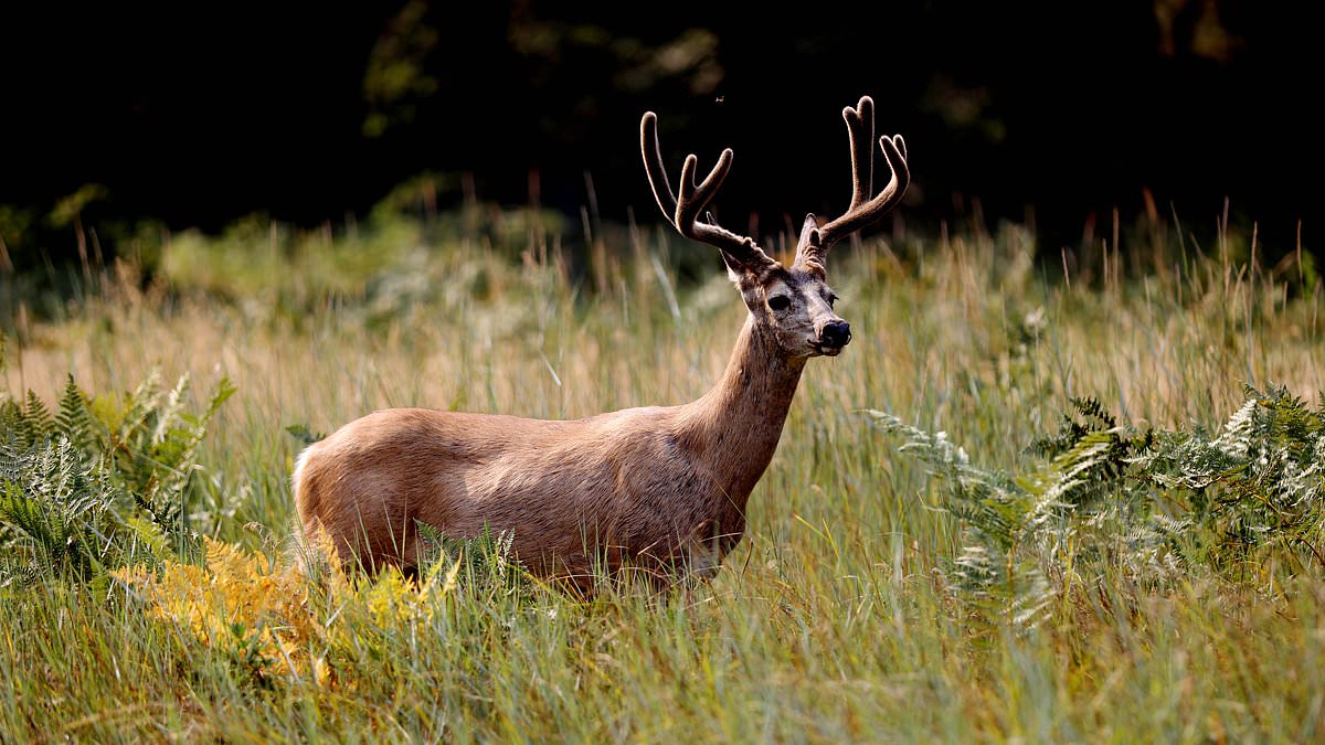Scientists fear 100% fatal 'zombie deer disease' is evolving to infect humans in forests across America