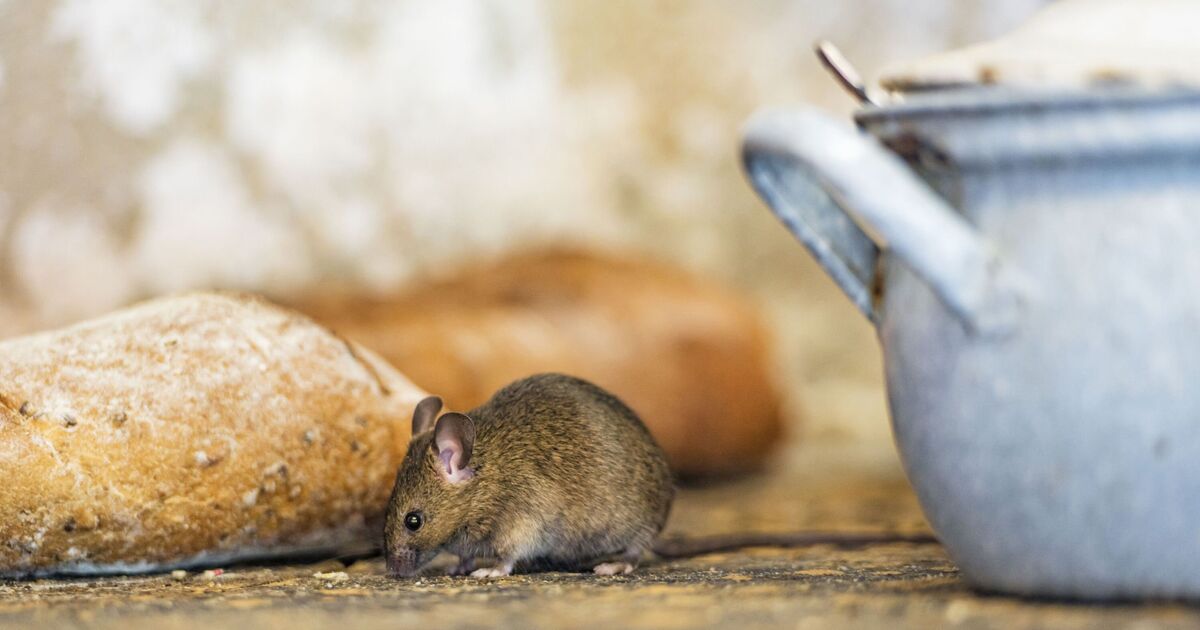Ask Dr Rosemary Leonard: 'Is it unhealthy to have a mouse in my kitchen?'