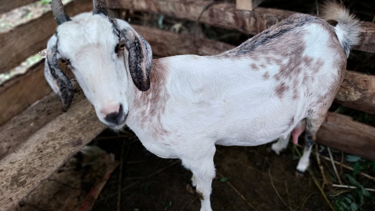 Goat in Minnesota tests positive for H5N1 bird flu strain that's on the WHO's pandemic watchlist in first ever US case - as experts call it a 'worrisome development'
