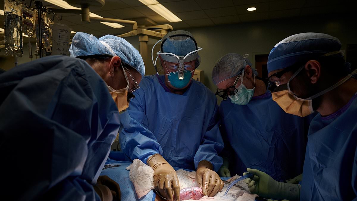 Man, 62, in Boston is given a PIG'S kidney just days after Chinese doctors transplanted liver from hog into 50-year-old patient, in twin medical breakthroughs
