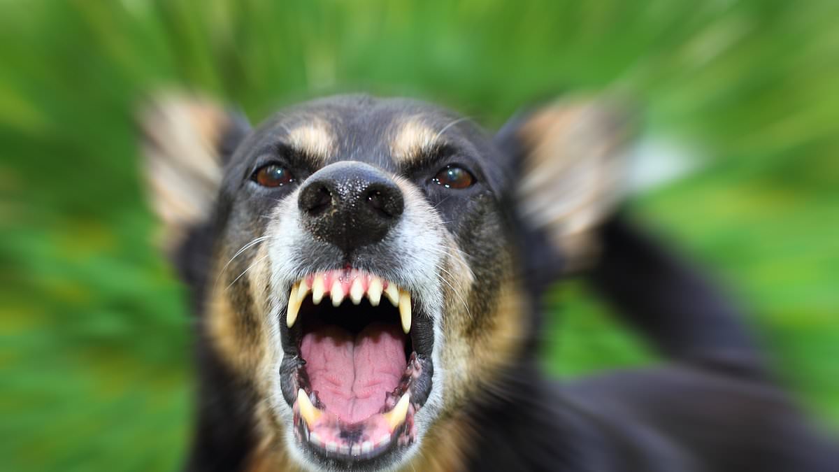 North Carolina county issues RABIES warning after 4-year-old girl was bitten by a rabid fox in an affluent suburb