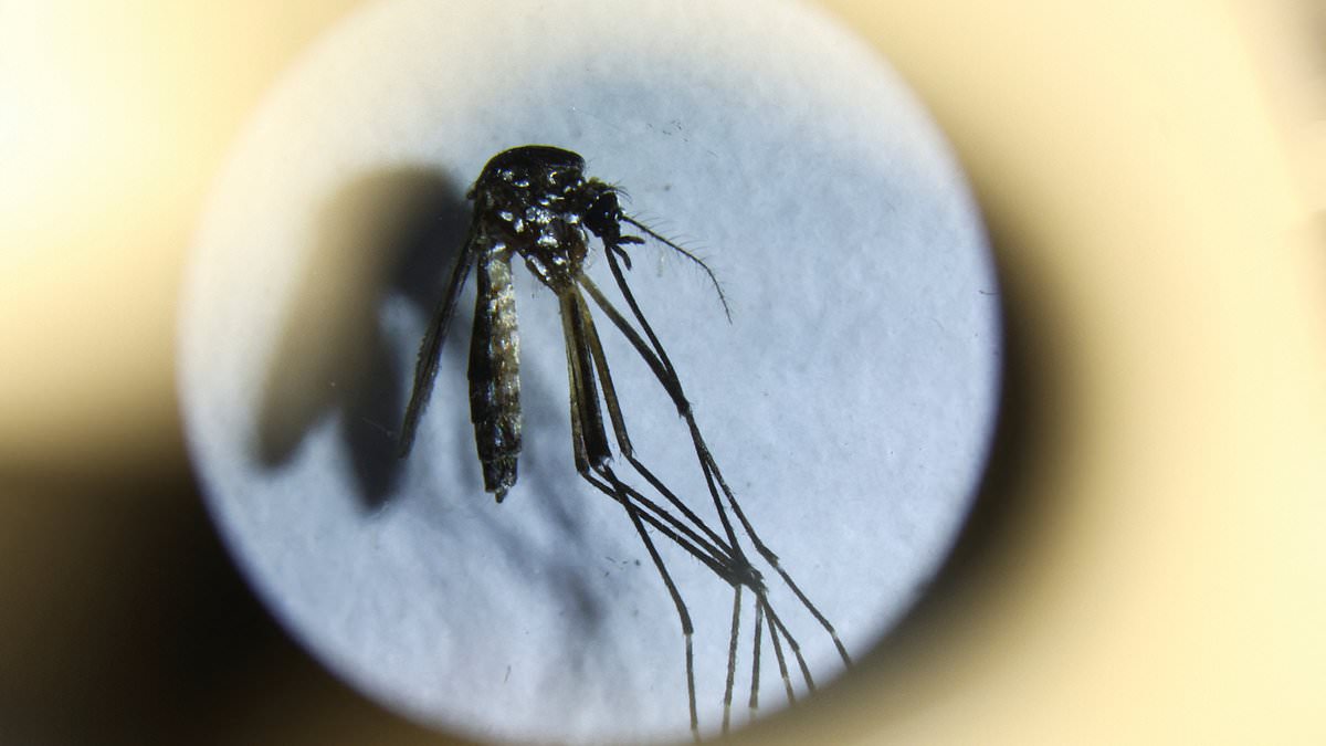 Puerto Rico declares dengue fever epidemic amid alarming surge of 'bone breaking' disease - in warning to spring breakers