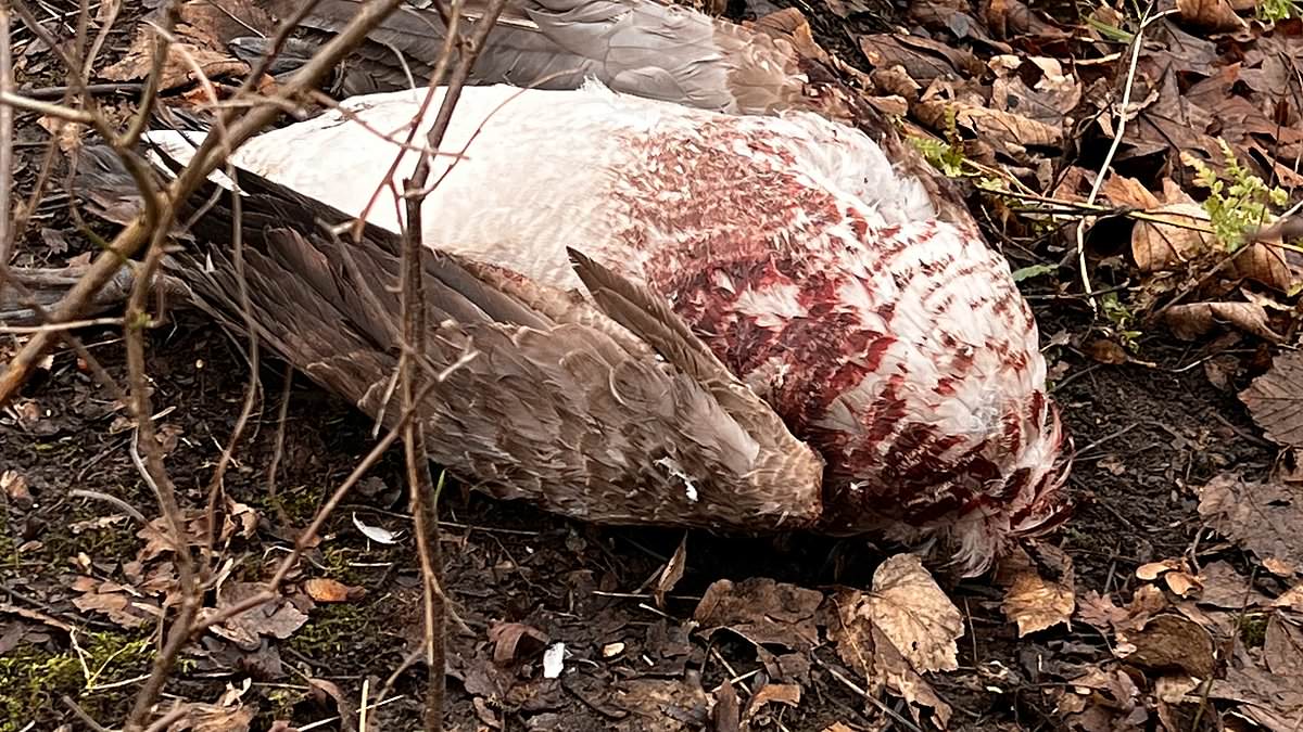 Social distancing is back (but not how you might think!): Health bosses urge Brits to stay 2m away from ALL wild birds, including pigeons and seagulls, amid avian flu pandemic fears