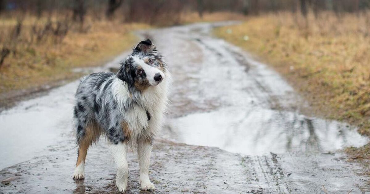 Warning as horror disease spreading through UK killing at least 10 dogs