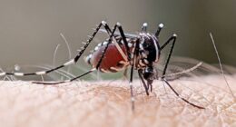 Urgent warning issued as deadly mosquito-borne diseases are heading into Europe