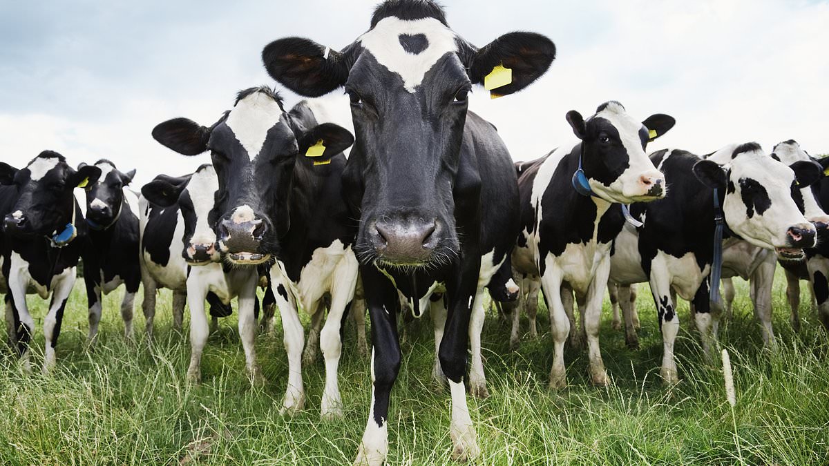 Gruesome first photo of Texas dairy farm worker who caught bird flu from a cow shows how he suffered bleeding in his eyeballs