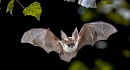 Urgent rabies warning as disease-riddled bats are running rampant