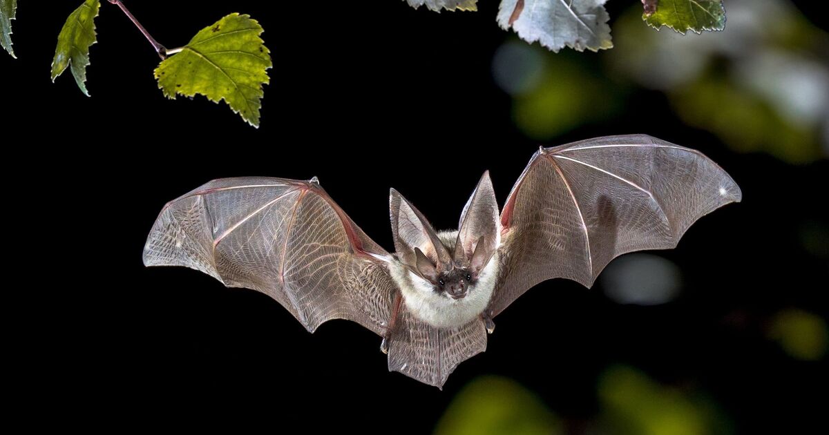 Urgent rabies warning as disease-riddled bats are running rampant