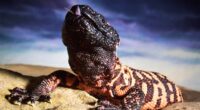 How this 2ft venomous lizard holds the key to Ozempic's slimming powers... and it's not the only breakthrough from a deadly creature