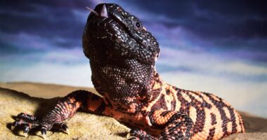 How this 2ft venomous lizard holds the key to Ozempic's slimming powers... and it's not the only breakthrough from a deadly creature