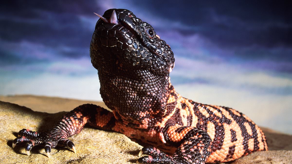 How this 2ft venomous lizard holds the key to Ozempic's slimming powers... and it's not the only breakthrough from a deadly creature