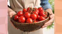 close-up of woman holding a basket of fresh tomatoes