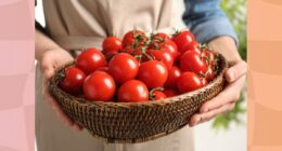 close-up of woman holding a basket of fresh tomatoes
