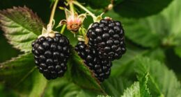 Blackberries are superfood that cut infection and inflammation