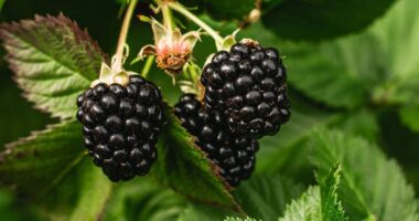 Blackberries are superfood that cut infection and inflammation