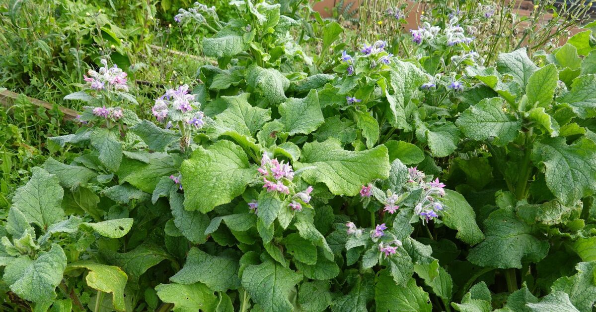 Gardening expert shares hay fever 'cure' and all you need to do is 'tap'