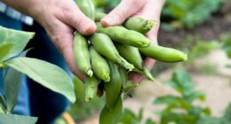 How a 'happy' chemical in broad beans which are packed full of protein and vitamins can totally transform your mood
