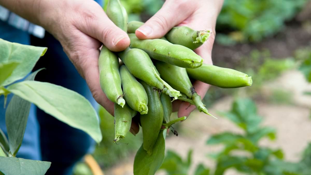 How a 'happy' chemical in broad beans which are packed full of protein and vitamins can totally transform your mood