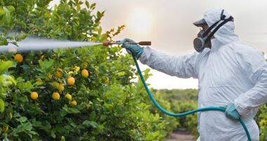 Study claims cancer-causing pesticides in fruits and vegetables are as dangerous as SMOKING