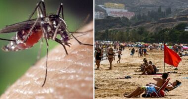 Urgent warning issued as deadly tiger mosquitoes invade popular holiday hotspot