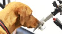 Dogs that sniff out diseases could help develop AI tools for cancer diagnosis