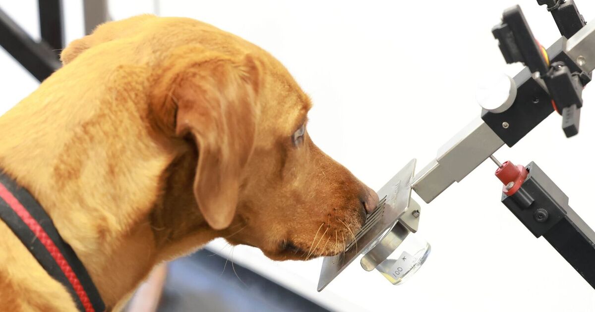 Dogs that sniff out diseases could help develop AI tools for cancer diagnosis