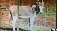 Georgia mom has arm and leg amputated after being savagely attacked by a DONKEY