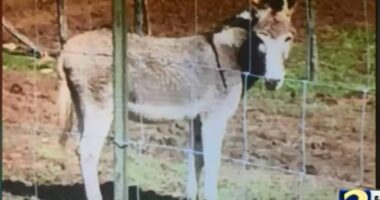 Georgia mom has arm and leg amputated after being savagely attacked by a DONKEY