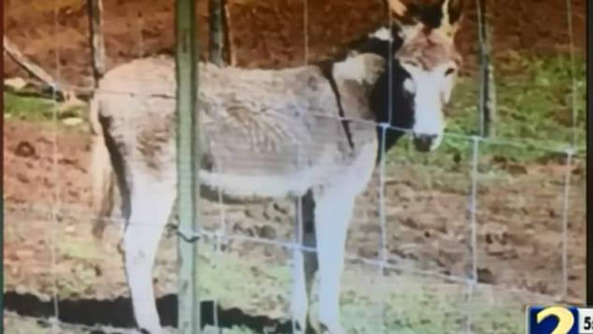 Georgia mom has arm and leg amputated after being savagely attacked by a DONKEY