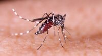 Massachusetts town imposes LOCKDOWN after dark as fears of incurable mosquito-borne infection grow