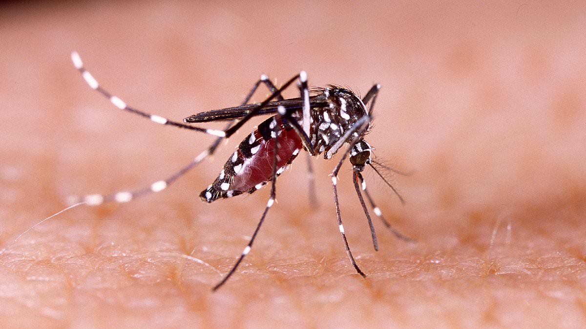 Massachusetts town imposes LOCKDOWN after dark as fears of incurable mosquito-borne infection grow