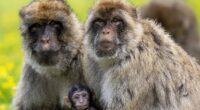 Common drug reverses aging in monkeys in potential longevity breakthrough