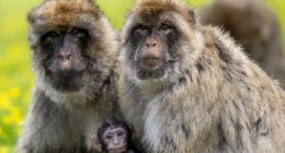 Common drug reverses aging in monkeys in potential longevity breakthrough